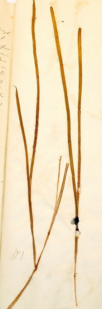 Plante nr. 1 frå Ivar Aasen sitt herbarium. 
