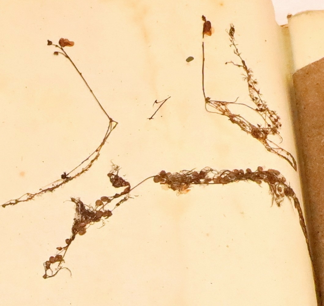 Plante nr. 7 frå Ivar Aasen sitt herbarium.  