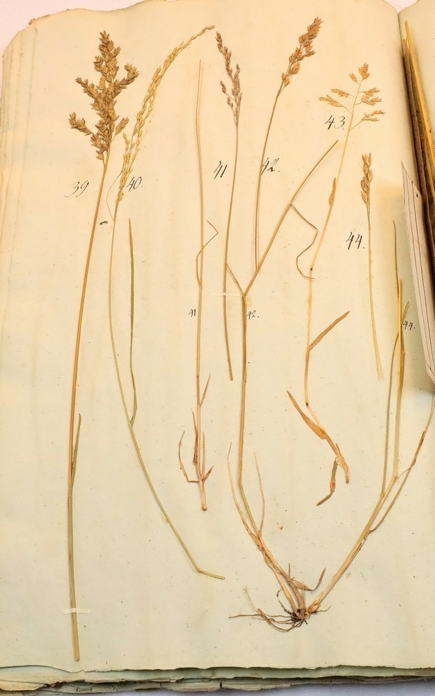 Plante nr. 39 frå Ivar Aasen sitt herbarium.  