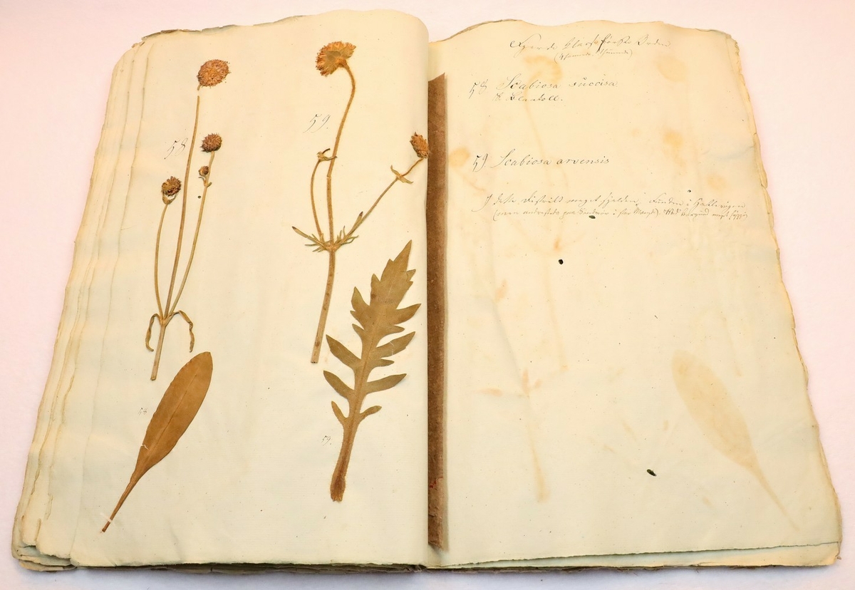 Plante nr. 59 frå Ivar Aasen sitt herbarium.  