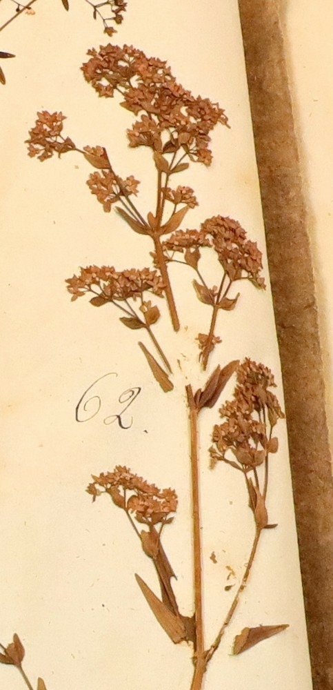 Plante nr. 62 frå Ivar Aasen sitt herbarium.  