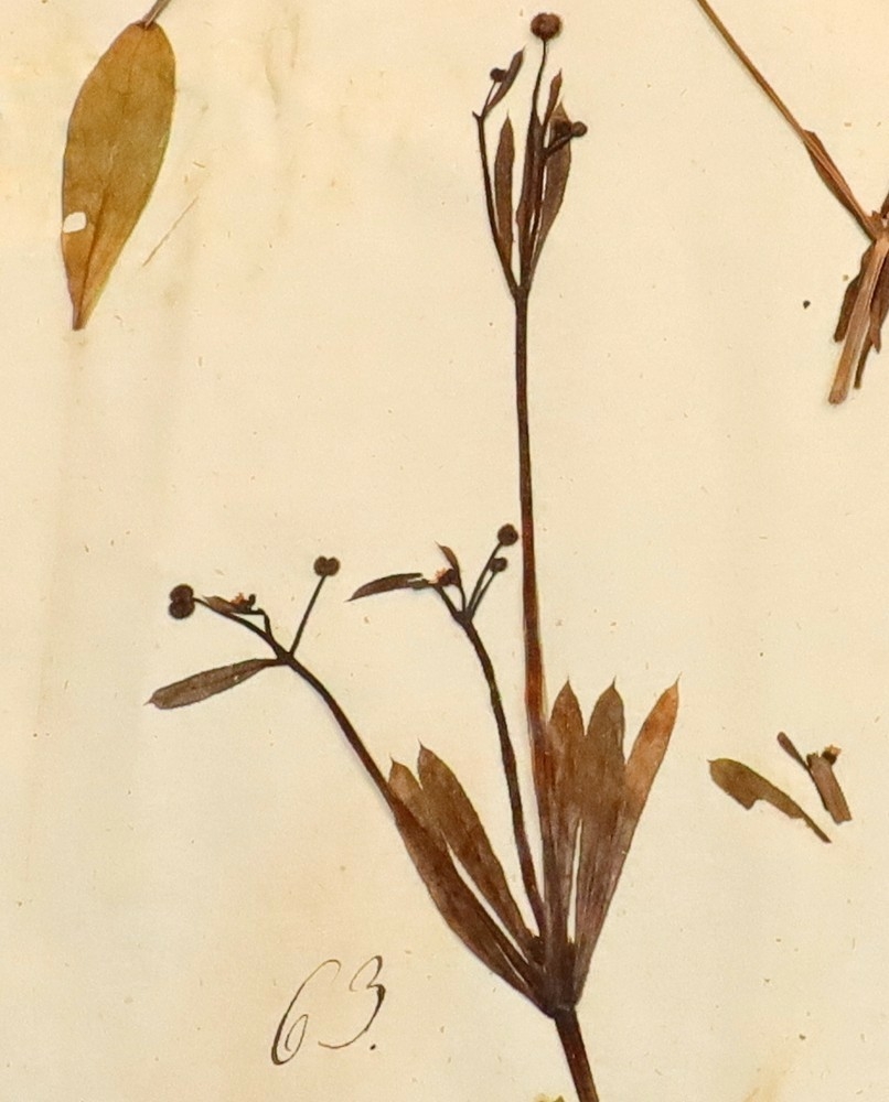 Plante nr. 63 frå Ivar Aasen sitt herbarium.  
