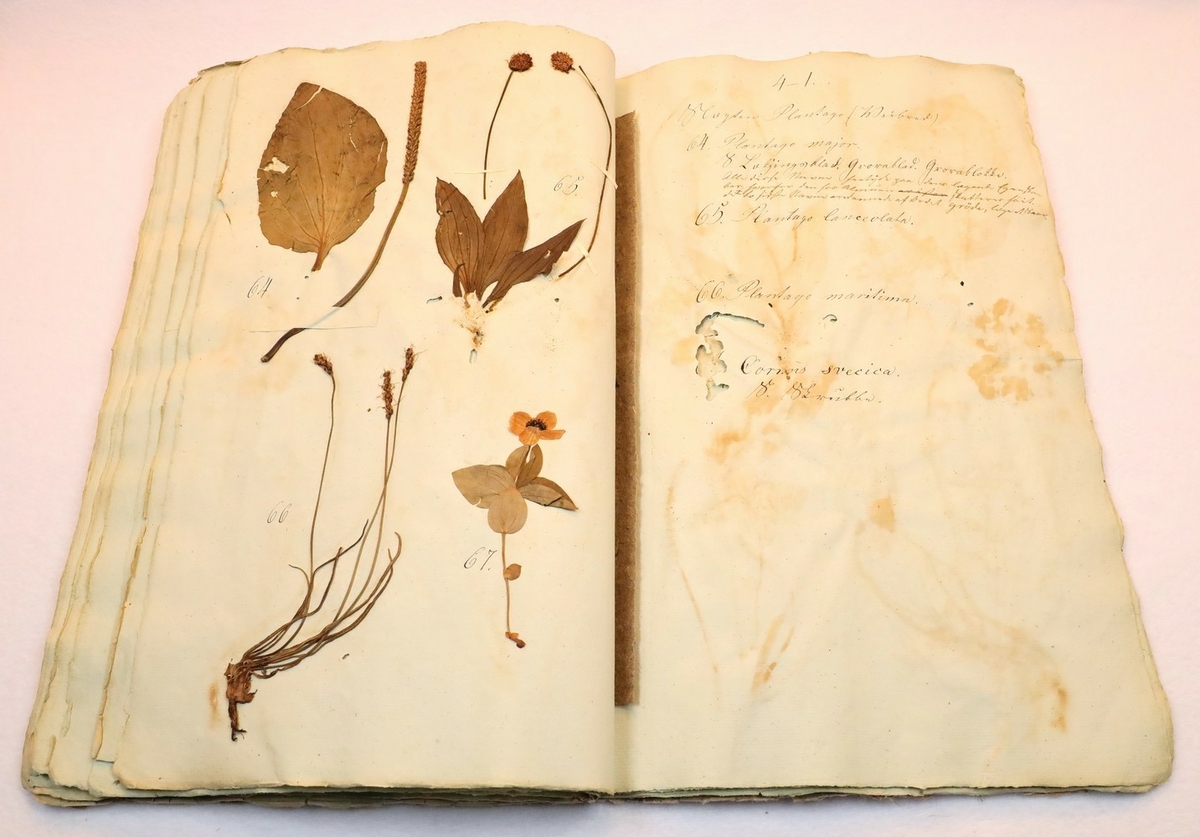 Plante nr. 65 frå Ivar Aasen sitt herbarium.  