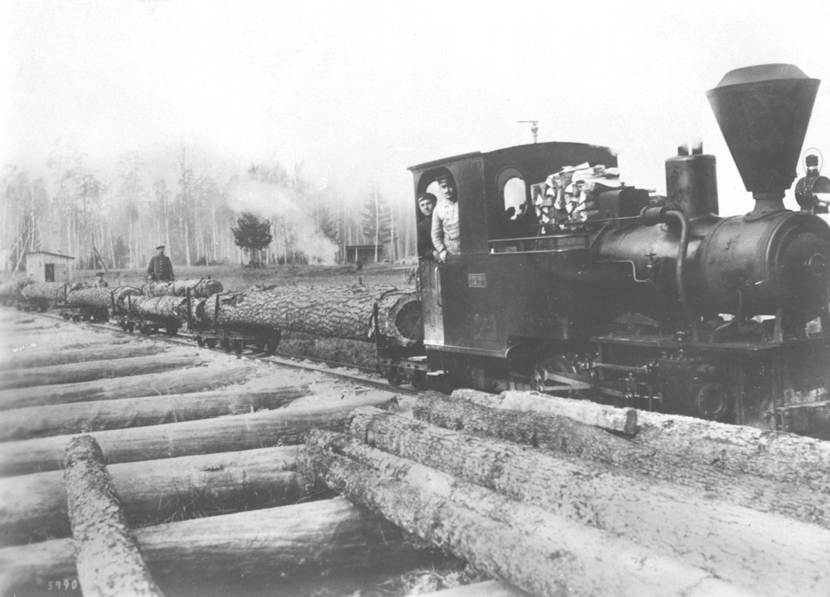 Trädavverkning under första världskriget  i Bjelovitsj urskogar.  Ånglok transporterar ekstammar till uppslagsplatsen.