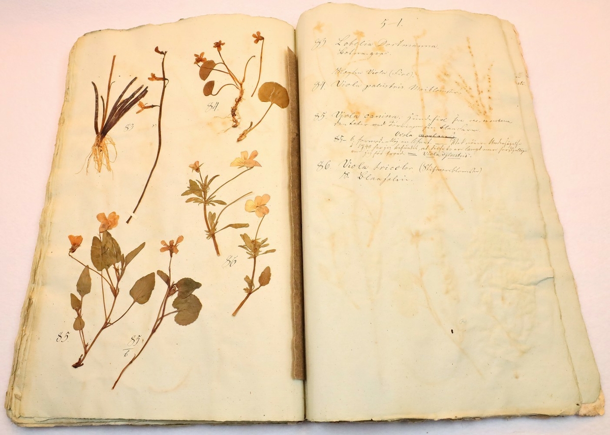 Plante nr. 83 frå Ivar Aasen sitt herbarium.  