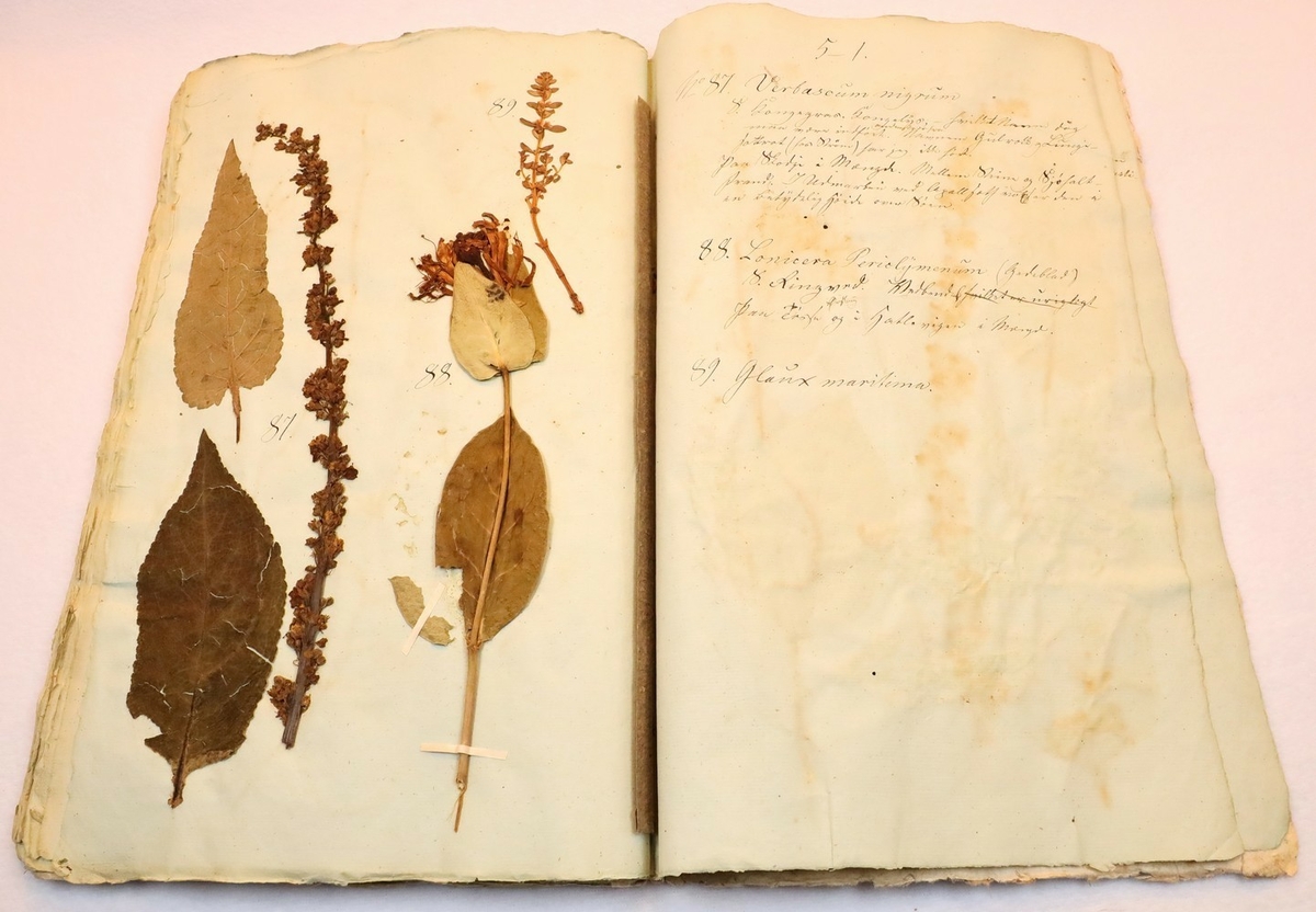 Plante nr. 88 frå Ivar Aasen sitt herbarium.  