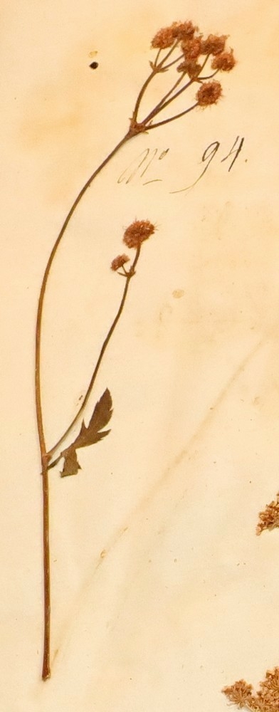 Plante nr. 94 frå Ivar Aasen sitt herbarium.  