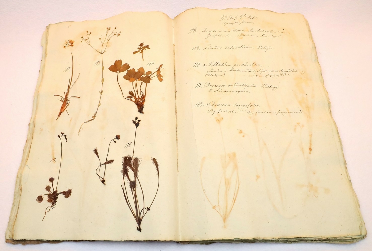 Plante nr. 109 frå Ivar Aasen sitt herbarium.  