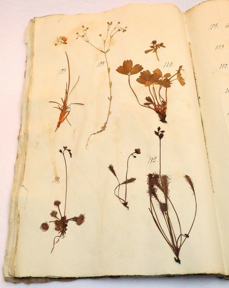 Plante nr. 111 frå Ivar Aasen sitt herbarium.  