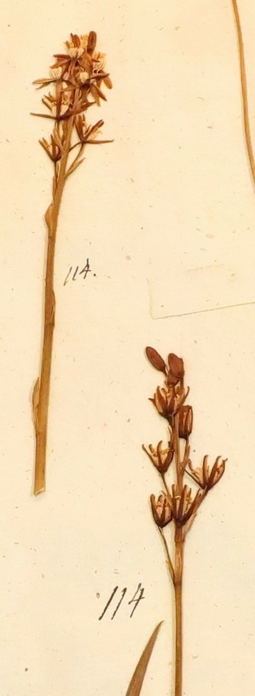 Plante nr. 114 frå Ivar Aasen sitt herbarium.  