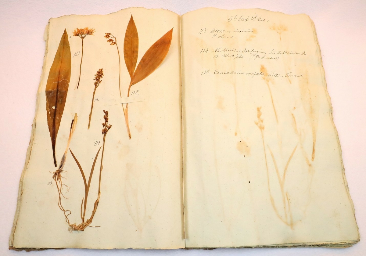 Plante nr. 113 frå Ivar Aasen sitt herbarium.  
