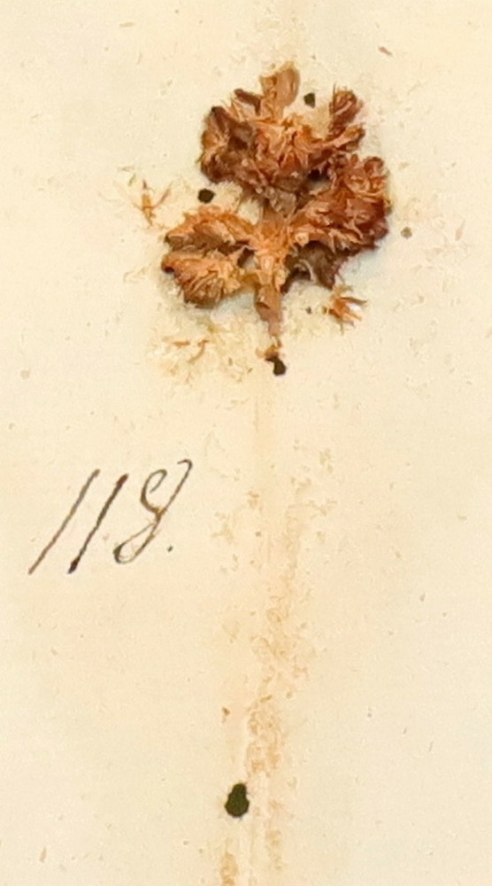 Plante nr. 118 frå Ivar Aasen sitt herbarium.  