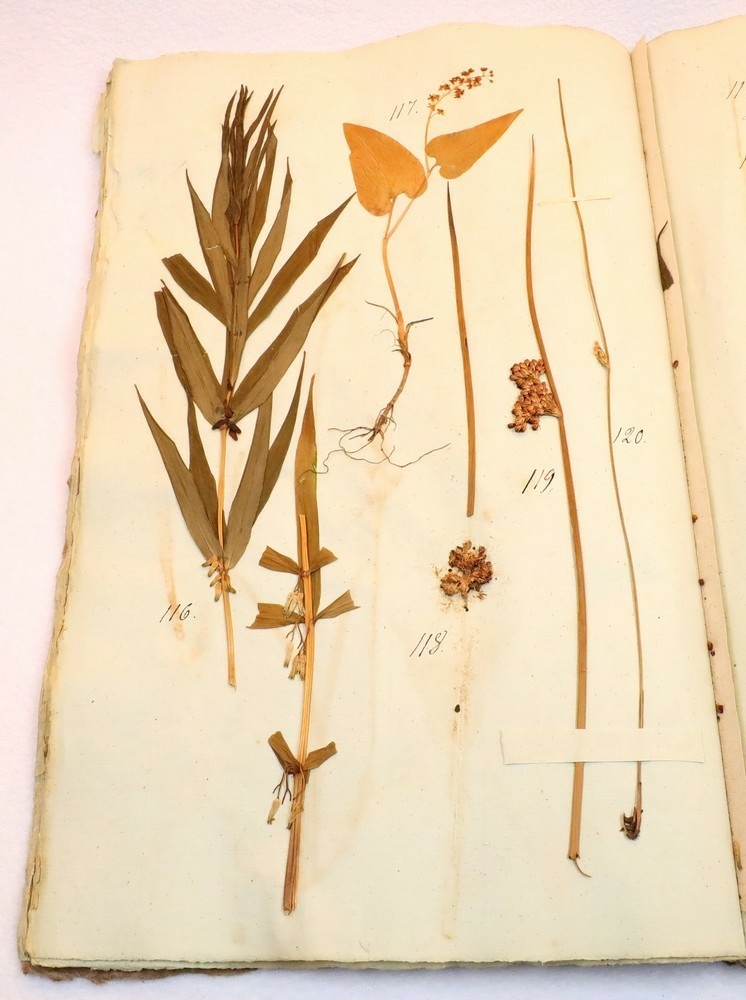 Plante nr. 119 frå Ivar Aasen sitt herbarium.  