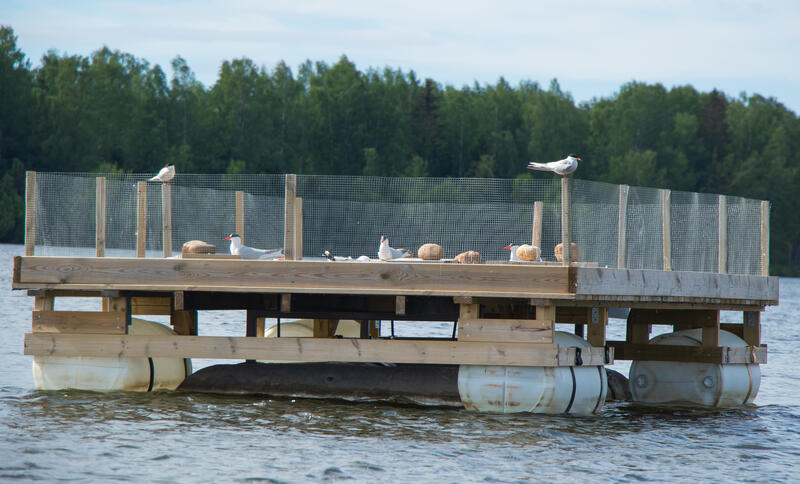 Foto av makrellterneplattformen liggende ute på elva med makrellterner sittende på plattformen