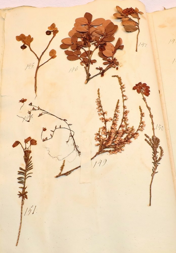 Plante nr. 150 frå Ivar Aasen sitt herbarium.  