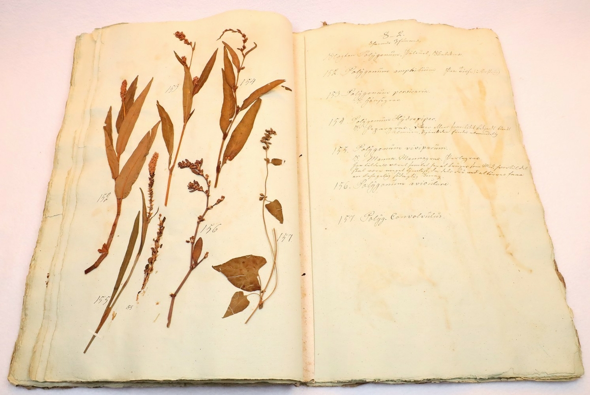 Plante nr. 154 frå Ivar Aasen sitt herbarium.  