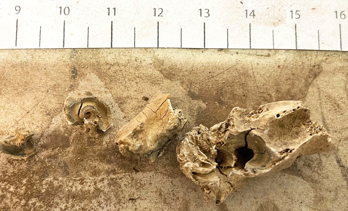 Osteologiskt material från undersökningen vid Åsen, Kolbäck 1962-1963