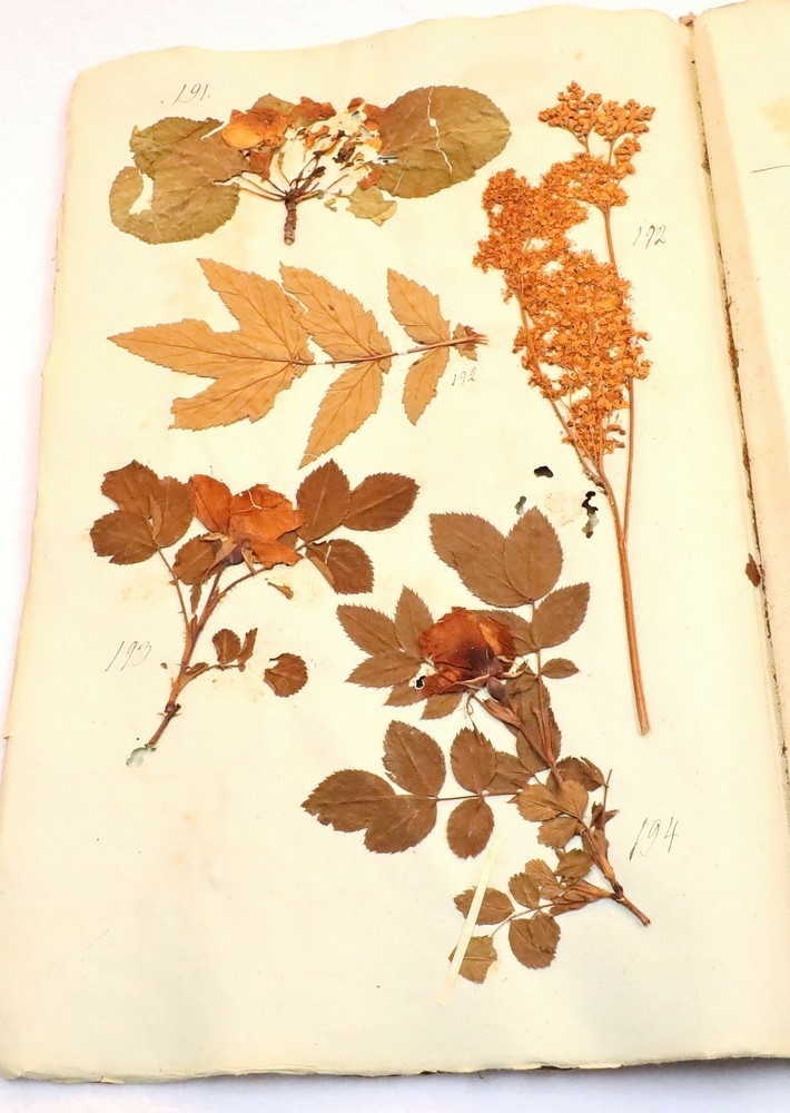 Plante nr. 193 frå Ivar Aasen sitt herbarium.  