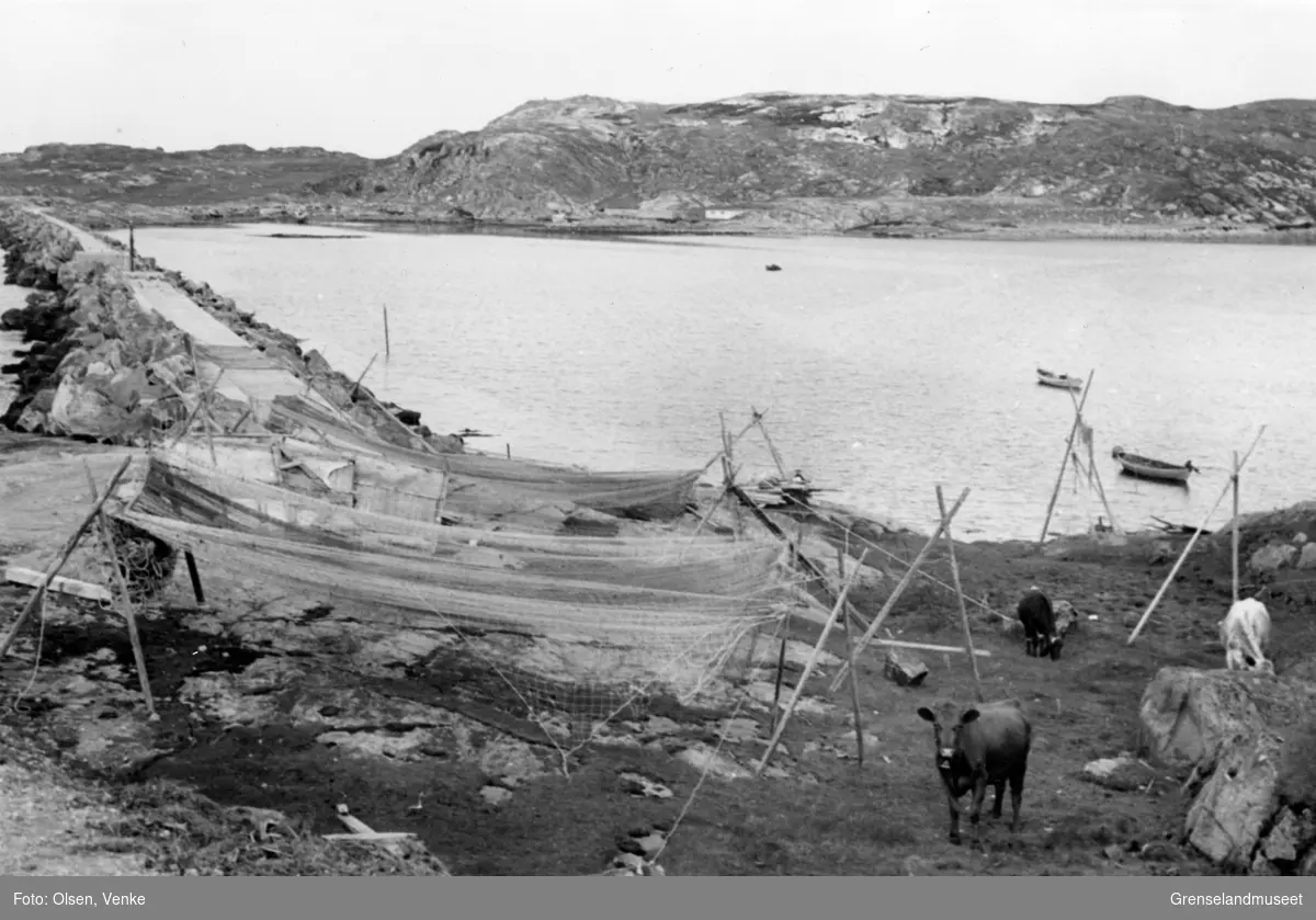 Laksegarn til tørk ved gammelmoloen. Bugøya i bakgrunnen. Tre kyr går og beiter ned mot vannet. To båter ligger på vannet. På Bugøya kan det skimtes noen bygninger. 