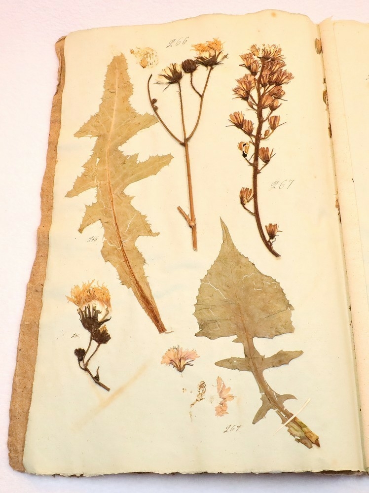 Plante nr. 267 frå Ivar Aasen sitt herbarium.  

Planten er av same art som nr. 268 i herbariet