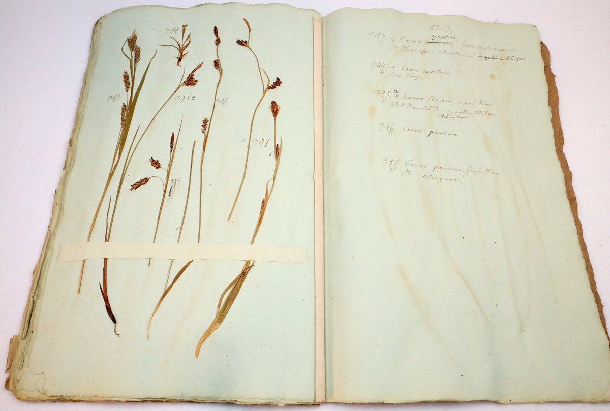 Plante nr. 345a frå Ivar Aasen sitt herbarium.  


Planten er i same art som nr. 345b i herbariet