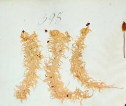 Furutorvmose-Sphagnum (Acutifolia) capillifolium