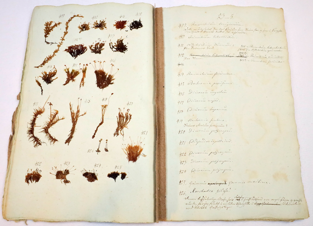 Plante nr. 424 frå Ivar Aasen sitt herbarium.  


Planten er i same art som nr. 422 og 423 i herbariet