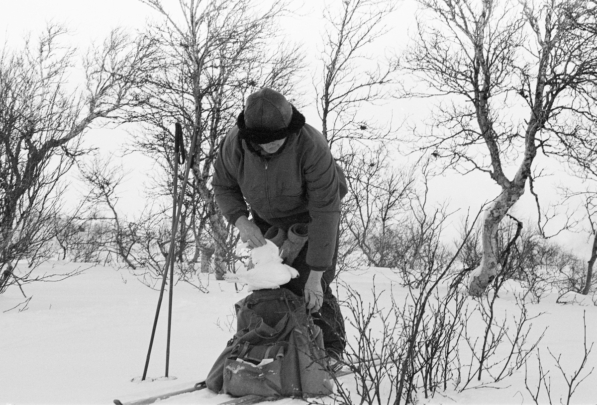 Snarefangst etter rype. Snarehase. Bildet er tatt i Sørli i Nord-Trøndelag i februar 1980.