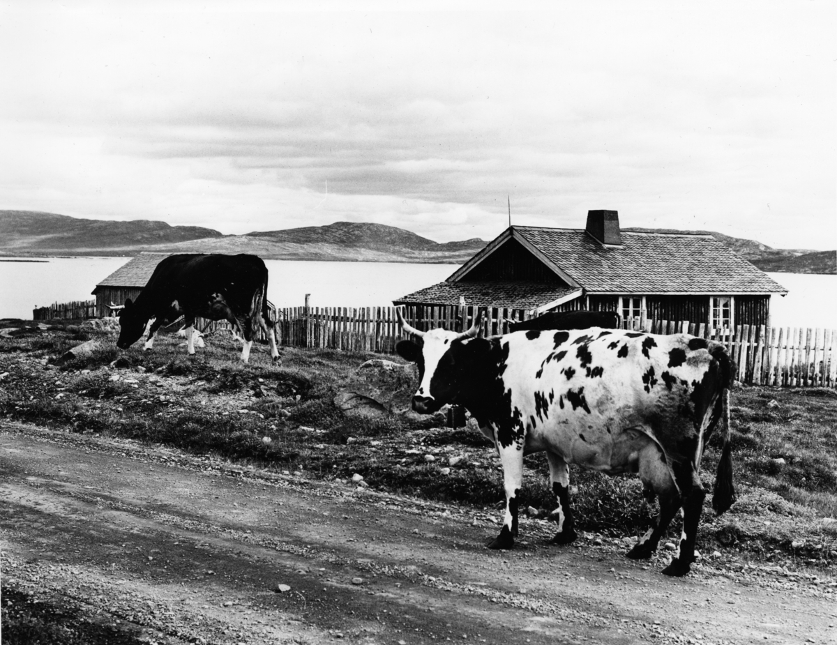 To kyr med store horn foran ei seter ved Vinstervann. Fotografert 6. august 1976.