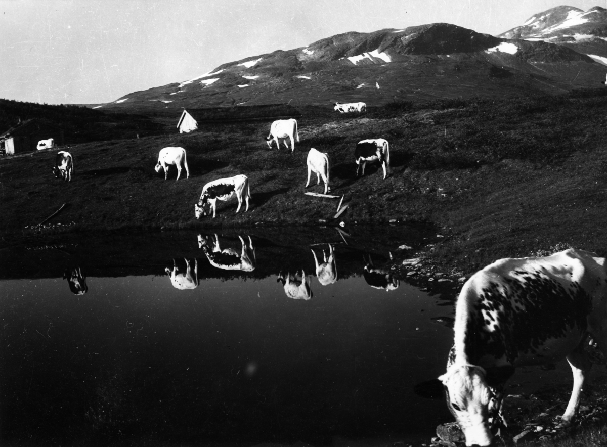 Kyr på beite ved et vann på Grindalseter. Bak ses fjellene med litt snø i Trollheimen. Bildet har usikker datering, fotografen har skrevet "1942?".