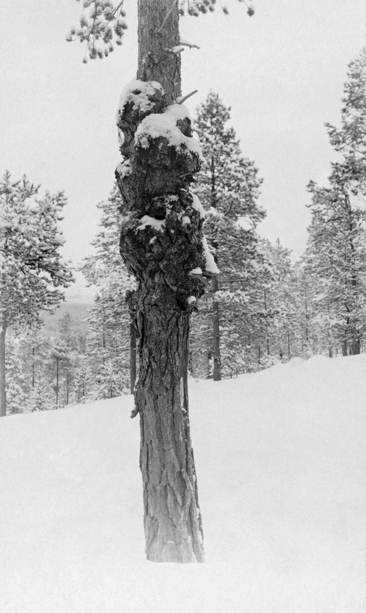 Furu med masurdannelse på furustamme i fjellskog.  Vinteropptak. Fotografiet skal være fra Alvdal i Hedmark. 