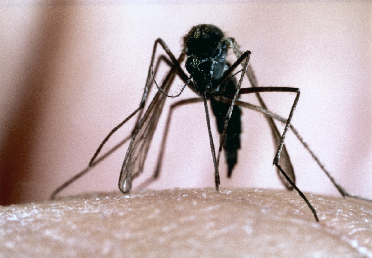 Nærbilde av en mygg på huden til et menneske.