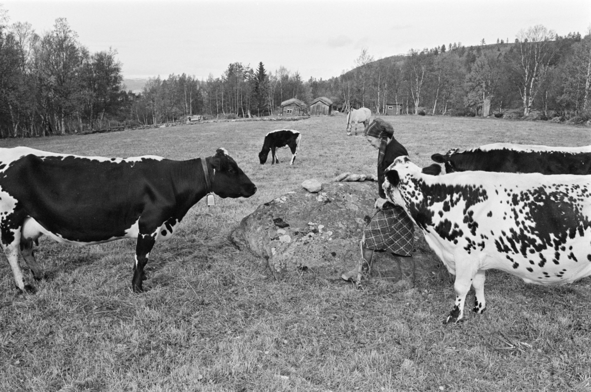 En kvinne går blant en flokk med kyr.