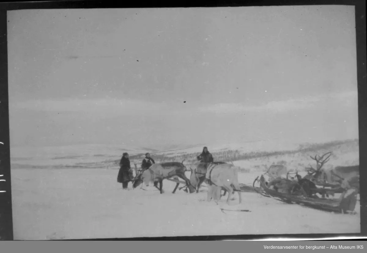 To samiske kvinner og en mann med reinflokk og pulk ved Mollisjok fjellstue