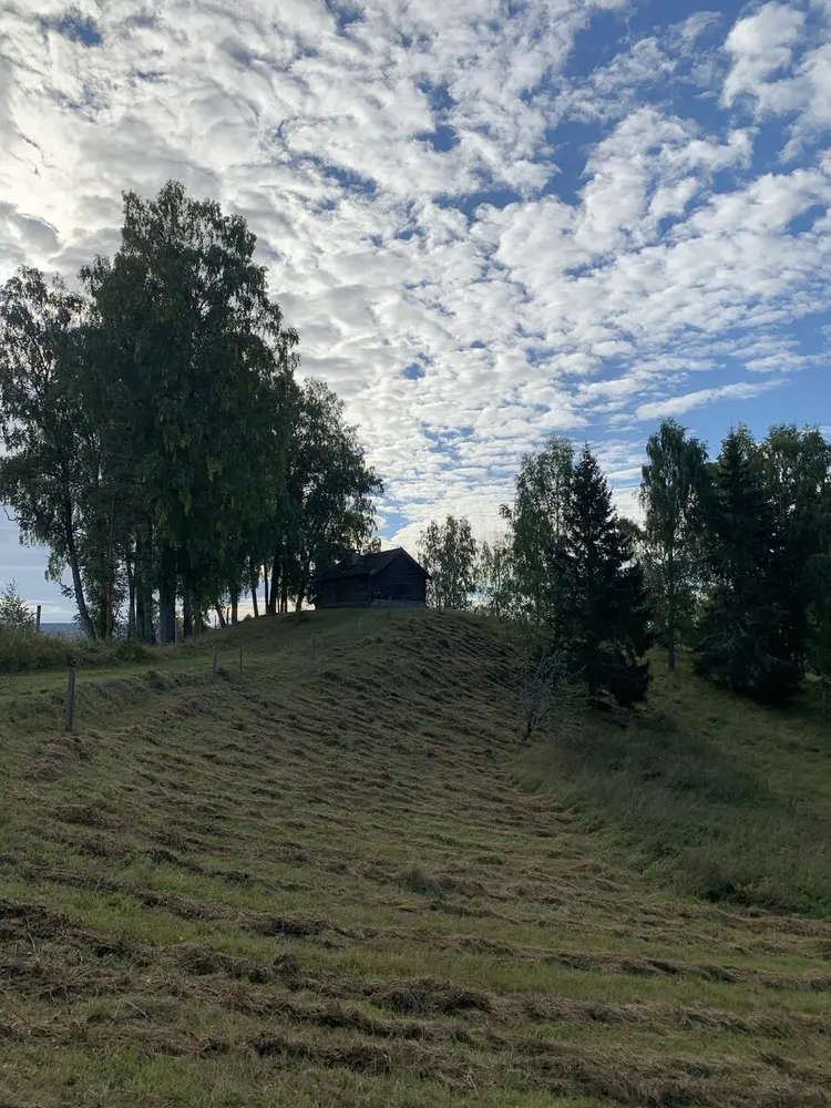 Bildet viser en åker som er slått med ljå. Det ligger ranker av gress.