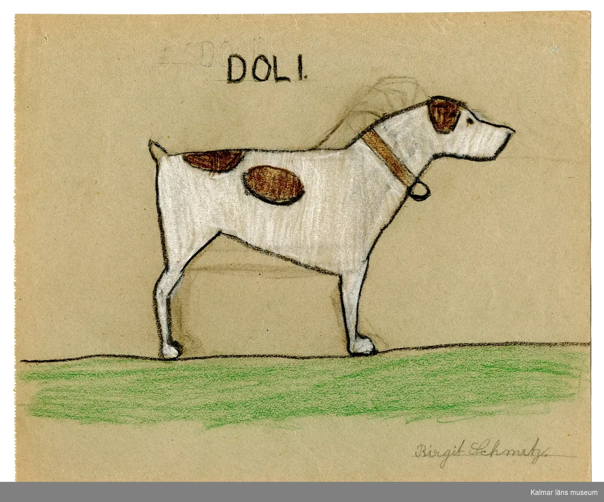 En brun och vit hund som står på gräs.