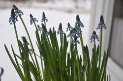 Vårlengsel: Det spirer i vinduskarmen