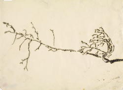 Naken gren [Tegning]