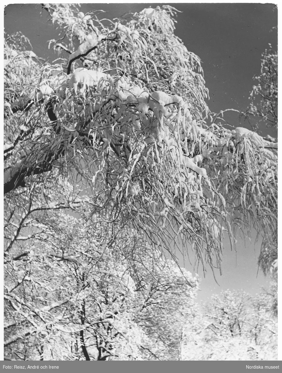 Stockholm. Vinterbild, träd med snötyngda grenar.