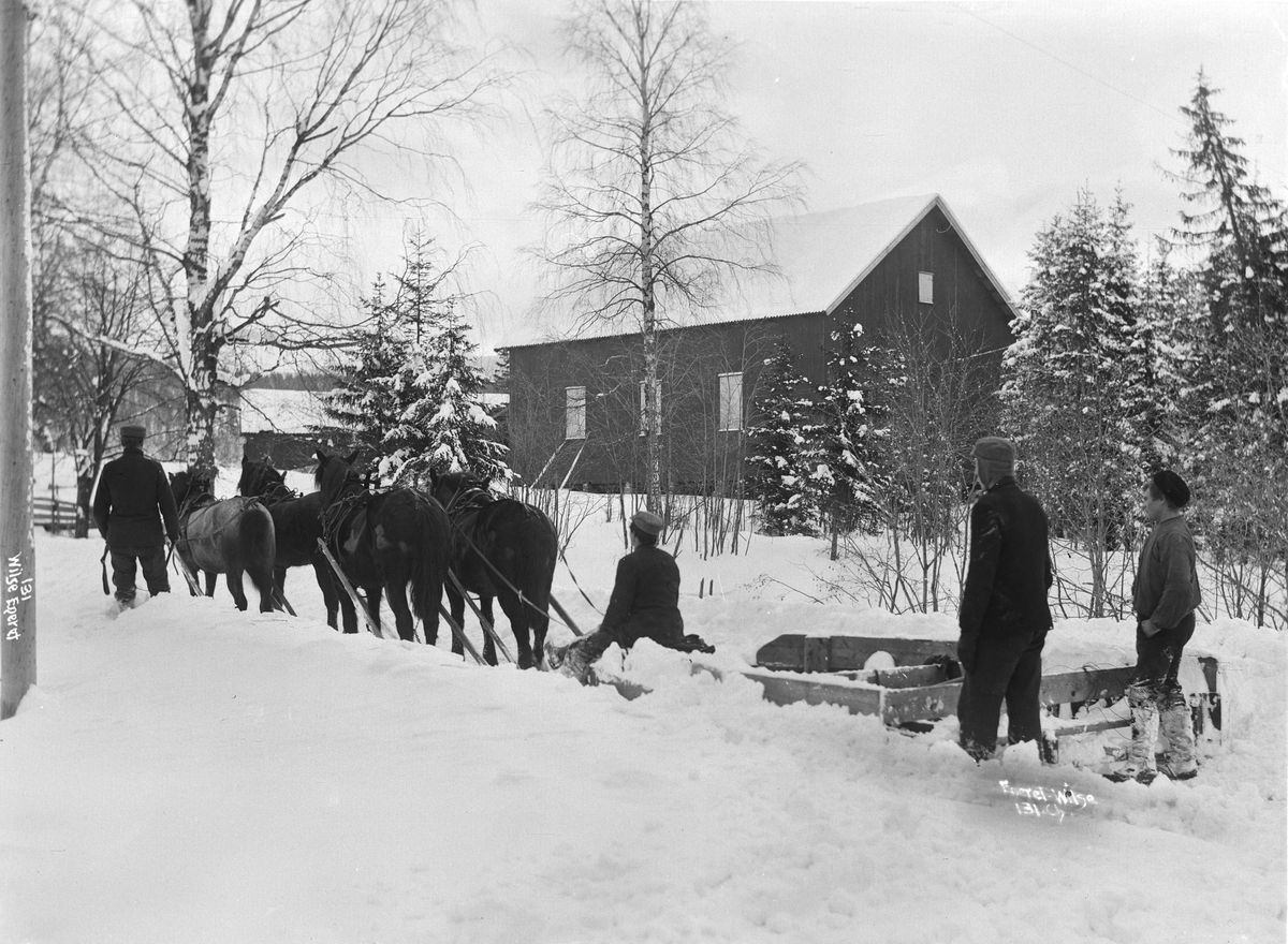 Sneplogen mars 1901, hester