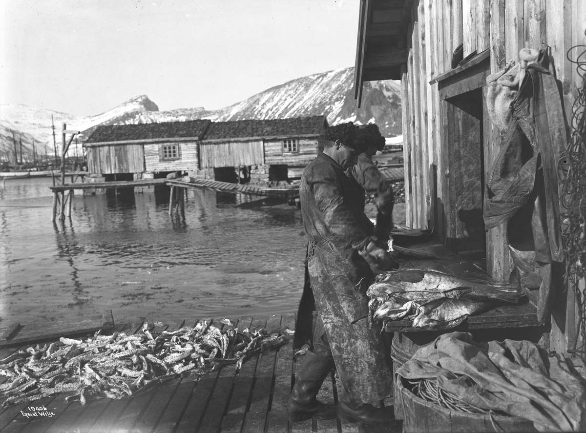 Fiskere sløyer fisk ved kai i Sørland på Værøy april 1917.