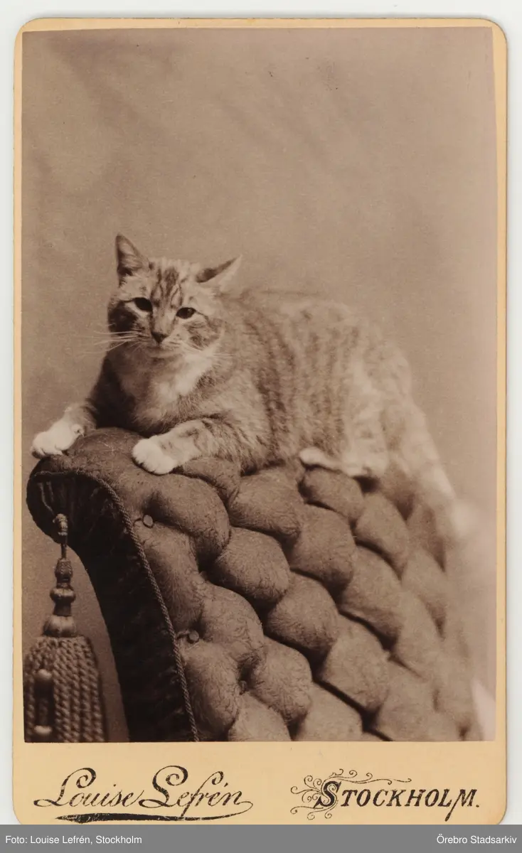 Porträtt på katt, efter 1880 - Örebro Stadsarkiv / DigitaltMuseum