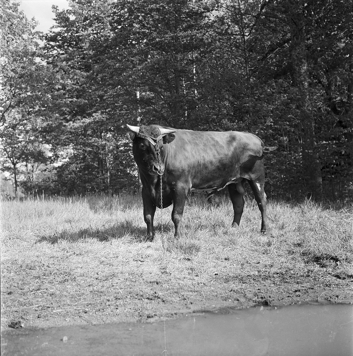 Tjurvisning på Kiplingebergs gård, Uppland 1957