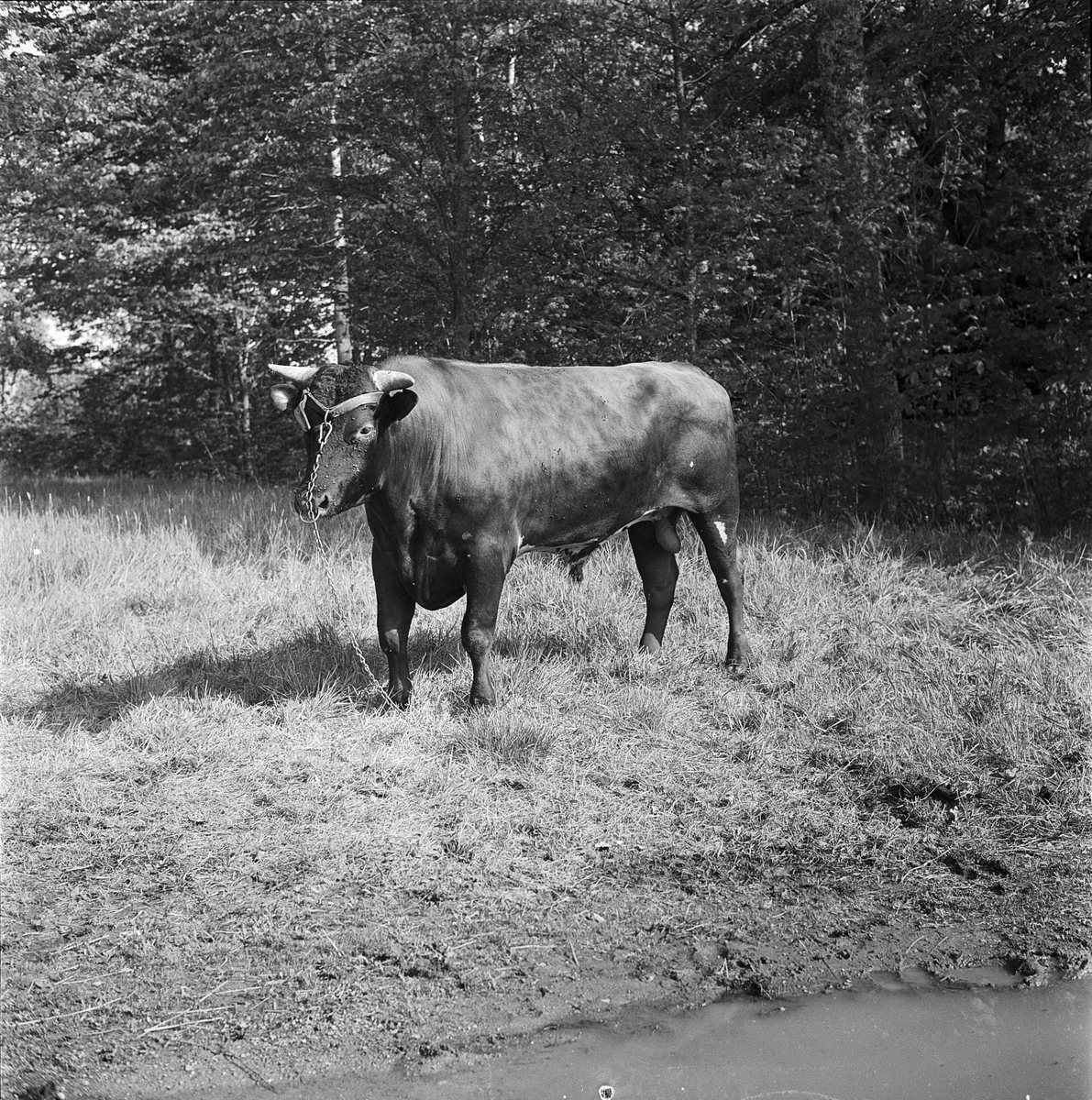 Tjurvisning på Kiplingebergs gård, Uppland 1957