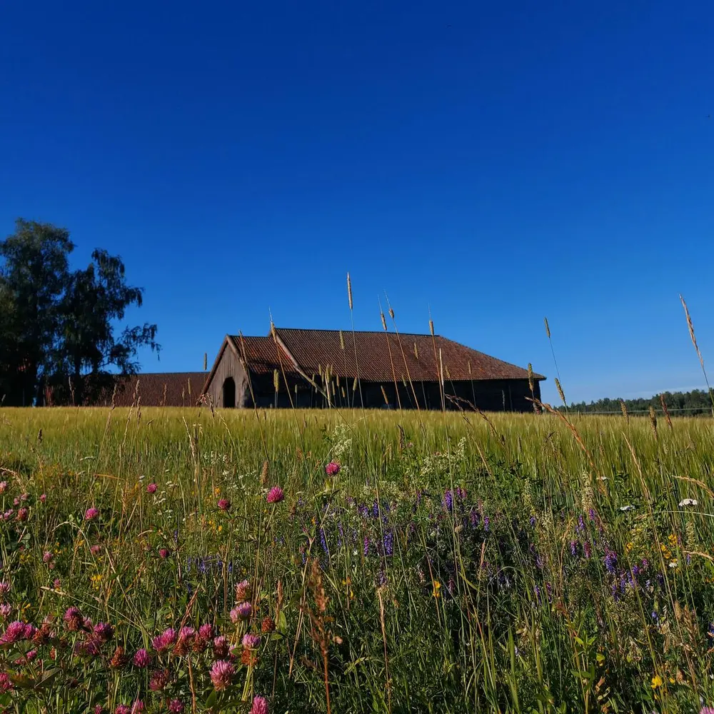 Bildet viser blomster som vokser med stallen i bakgrunn