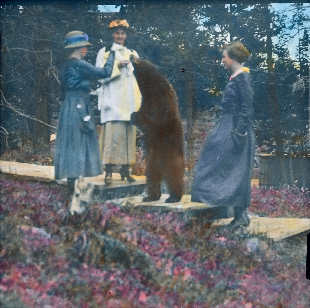 Håndkolorert dias. Tre kvinner mater en stående bjørn.
