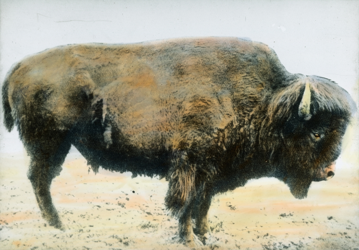 Håndkolorert dias. Avfotografert fra ukjent original av en amerikansk bison, også kalt buffalo.