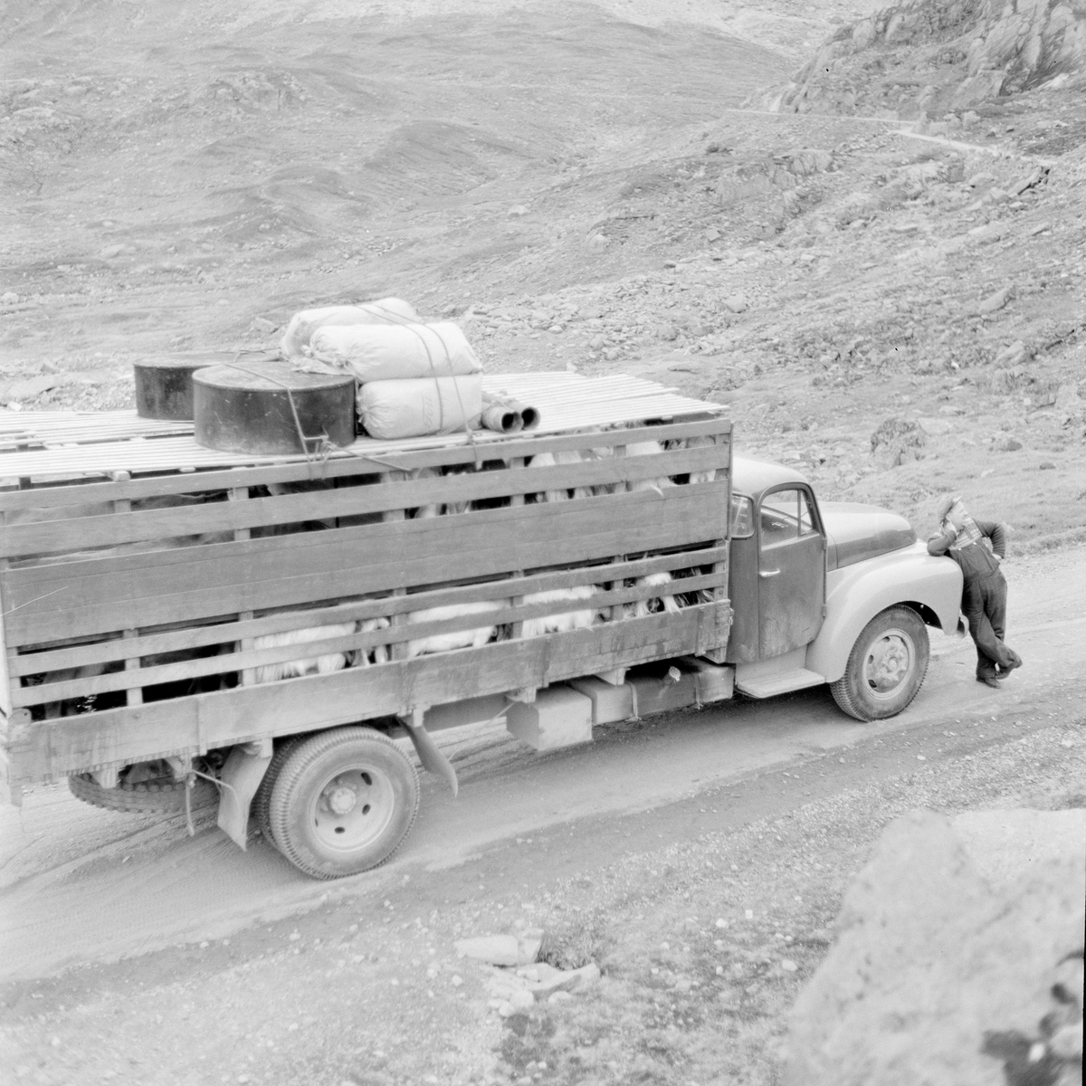 Transport av geiter med lastebil