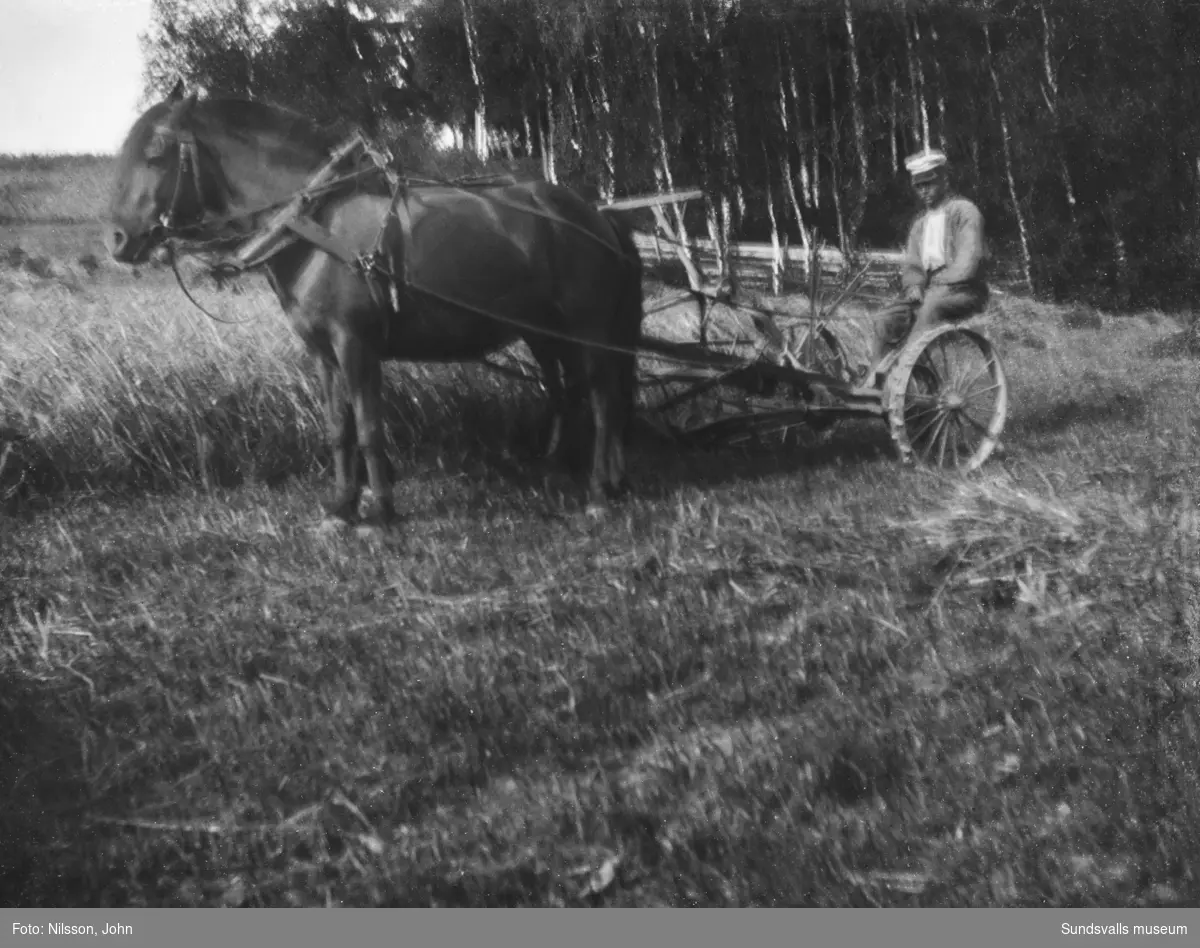 Tre bilder från kornskörd på Roken 1:7 i Laggarberg. Åtta personer och två hästar som drar en självbindare. I bakgrunden på första bilden syns en av mangårdsbyggnaderna samt uthus.