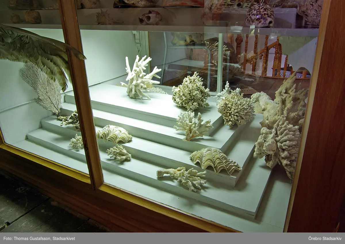 Snäckor och koraller på Biologiska museet